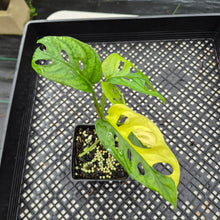 Load image into Gallery viewer, Monstera Adansonii Aurea Variegated exact plant, Fedex 2day*
