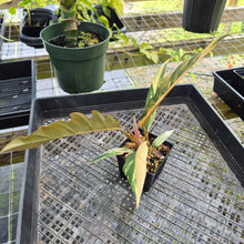 Load image into Gallery viewer, Philodendron Caramel Marble, Exact Plant Variegated Ships Nationwide
