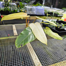 Load image into Gallery viewer, Philodendron Whipple Way, Exact Plant Variegated Ships Nationwide
