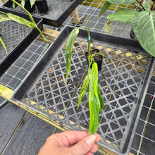 Load image into Gallery viewer, Philodendron Holtonianum Variegated, Exact Plant Ships Nationwide
