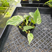 Load image into Gallery viewer, Philodendron Hederaceum, Heart Leaf, Exact Plant Variegated multi pot Ships Nationwide
