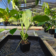 Load image into Gallery viewer, Monstera Sierrana Hawaii Clone, Exact Plant Ships Nationwide
