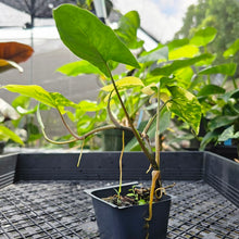 Load image into Gallery viewer, Syngonium Aurea, Exact Plant Variegated
