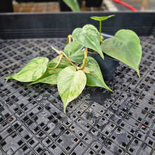 Load image into Gallery viewer, Philodendron Hederaceum, Heart Leaf, Exact Plant Variegated Ships Nationwide
