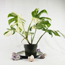 Load image into Gallery viewer, Monstera Borsigiana Albo Deliciosa, Exact Plant Variegated Ships Nationwide

