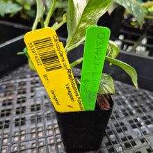 Load image into Gallery viewer, Rhaphidophora Puberula, Exact Plant Variegated Ships Nationwide
