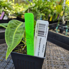 Load image into Gallery viewer, Anthurium Warocqueanum, Queen, Exact Plant Ships Nationwide
