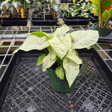 Load image into Gallery viewer, Syngonium Pink Spot Variegated exact plant, Fedex 2day

