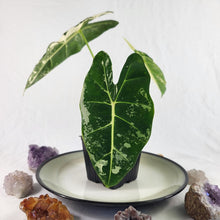 Load image into Gallery viewer, Alocasia Frydek, Exact Plant Variegated
