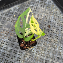 Load image into Gallery viewer, Monstera Adansonii Laniata Albo, Exact Plant Variegated Ships Nationwide
