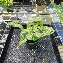Load image into Gallery viewer, Syngonium Mojito, Exact Plant Variegated Ships Nationwide
