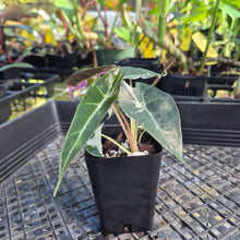 Load image into Gallery viewer, Alocasia polly pink variegated, Exact Plant Ships Nationwide.
