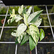 Load image into Gallery viewer, Epipremnum Pinnatum Marble, Exact Plant Variegated Multi plant
