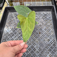 Load image into Gallery viewer, Anthurium Papillilaminum Fort Sherman X Ralph Lynam,Exact Plant Ships Nationwide
