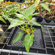 Load image into Gallery viewer, Philodendron Giganteum, Exact Plant Variegated Ships Nationwide

