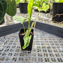 Load image into Gallery viewer, Syngonium Mojito, Exact Plant Variegated Ships Nationwide
