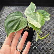 Load image into Gallery viewer, Philodendron Hederaceum, Heart Leaf, Exact Plant Variegated Ships Nationwide

