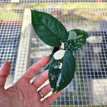 Load image into Gallery viewer, Syngonium Chiapense, Exact Plant Variegated Ships Nationwide
