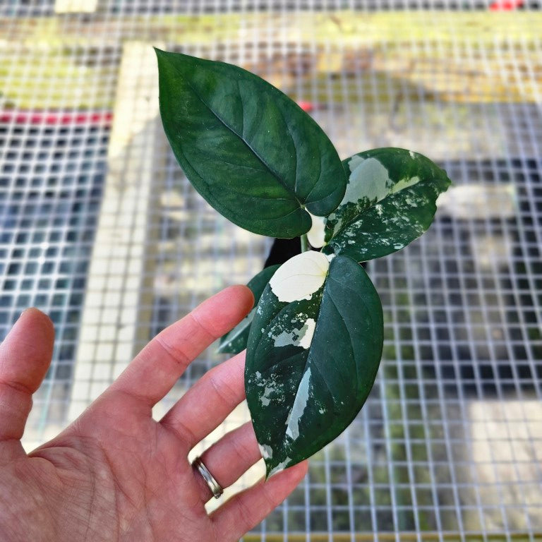 Syngonium Chiapense, Exact Plant Variegated Ships Nationwide