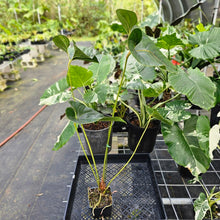 Load image into Gallery viewer, Anthurium Decipiens, Exact Plant Ships Nationwide
