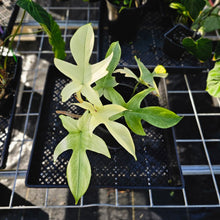 Load image into Gallery viewer, Philodendron Florida Ghost, Exact Plant 6&#39;&#39; pot Ships Nationwide
