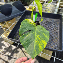 Load image into Gallery viewer, Monstera Borsigiana Aurea, Exact Plant Variegated Ships Nationwide
