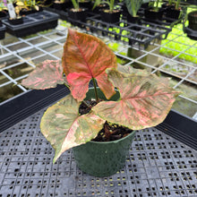 Load image into Gallery viewer, Syngonium Strawberry Ice Variegated exact plant, Fedex 2day*

