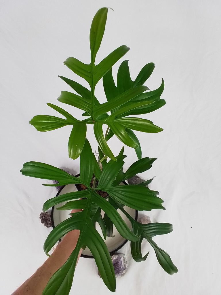 Philodendron Quercifolium, Exact Plant Ships Nationwide