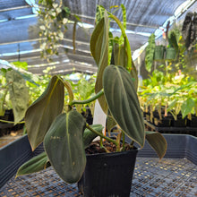 Load image into Gallery viewer, Philodendron Gigas, Exact Plant Ships Nationwide
