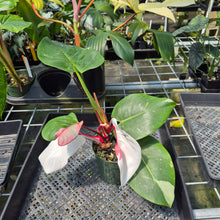 Load image into Gallery viewer, Philodendron White Princess Variegated exact plant, Fedex 2day*
