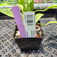 Load image into Gallery viewer, Anthurium Vittarifolium Variegated exact plant, Fedex 2day*
