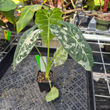 Load image into Gallery viewer, Alocasia Frydek, Exact Plant Variegated Ships Nationwide
