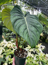 Load image into Gallery viewer, Philodendron Pastazanum 6" pot, Fedex 2day
