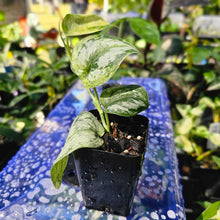 Load image into Gallery viewer, Scindapsus Peasun, Exact Plant Variegated Ships Nationwide
