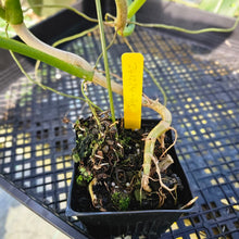Load image into Gallery viewer, Philodendron Holtonianum, Exact Plant Ships Nationwide
