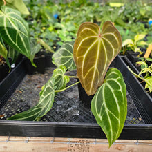 Load image into Gallery viewer, Anthurium Red Crystallinum x Magnificum , Exact Plant Ships Nationwide
