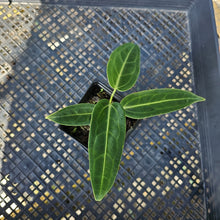 Load image into Gallery viewer, Anthurium Warocqueanum, Queen, Exact Plant Ships Nationwide
