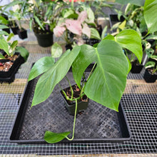 Load image into Gallery viewer, Monstera Sierrana Hawaii Clone, Exact Plant Ships Nationwide
