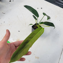 Load image into Gallery viewer, Philodendron Patriciae, Exact Plant Ships Nationwide
