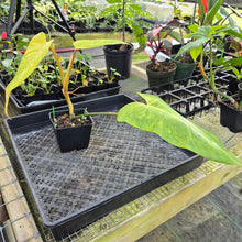 Load image into Gallery viewer, Philodendron Goldiana, Exact Plant Ships Nationwide
