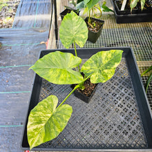 Load image into Gallery viewer, Alocasia Gageana Aurea, Exact Plant Variegated With baby Ships Nationwide
