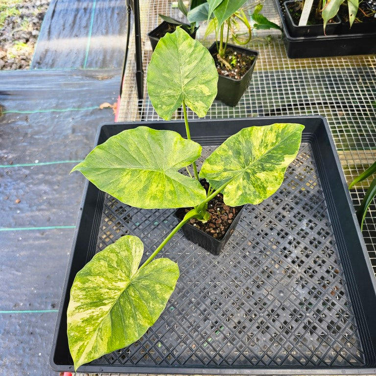 Alocasia Gageana Aurea, Exact Plant Variegated With baby Ships Nationwide