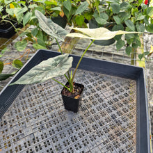 Load image into Gallery viewer, Alocasia simpo albo Exact Plant Ships Nationwide
