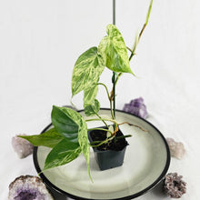 Load image into Gallery viewer, Philodendron Hederaceum, Heart Leaf, Exact Plant Variegated
