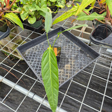 Load image into Gallery viewer, Anthurium Spectabile, Exact Plant Ships Nationwide

