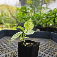 Load image into Gallery viewer, Philodendron Hederaceum, Heart Leaf, Exact Plant Variegated Ships Nationwide
