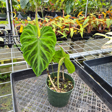 Load image into Gallery viewer, Philodendron Verrucosum, Exact Plant Ships Nationwide
