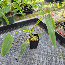 Load image into Gallery viewer, Philodendron Spiritus Sancti, Exact Plant Ships Nationwide
