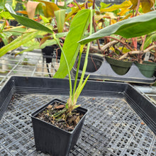 Load image into Gallery viewer, Anthurium Spectabile, Exact Plant Ships Nationwide
