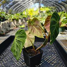Load image into Gallery viewer, Philodendron Verrucosum Melon 4" pot, Fedex 2day*
